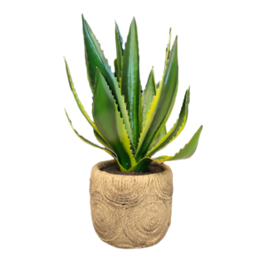 Pianta Agave vaso cemento
