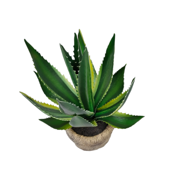 Pianta Agave vaso cemento - immagine 2