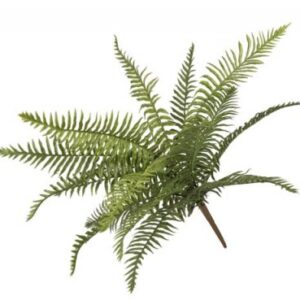 BUSH FELCE 45CM