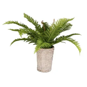 Pianta Felce vaso cemento D.60*53CM