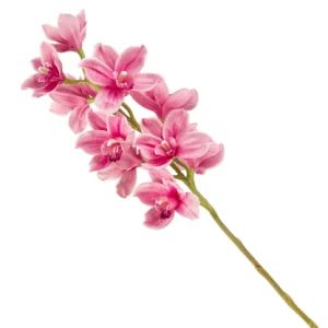 Stelo Cymbidium rosa H80CM