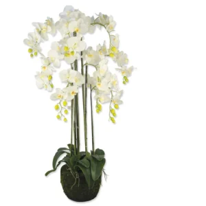Pianta Orchidea big 118CM