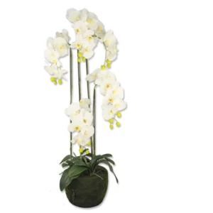 Pianta Orchidea media 110CM