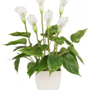 PIANTA CALLA REAL TOUCH X6 H45 WHITE