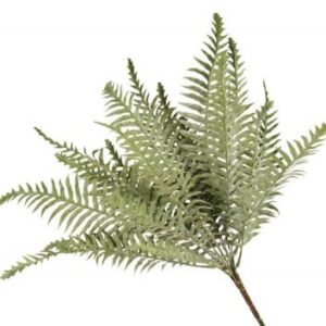 BUSH FELCE EVERYDAY 49CM