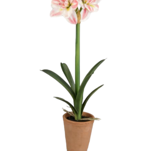 PIANTA AMARILLIS VASO TERRACOTTA D.20*65CM