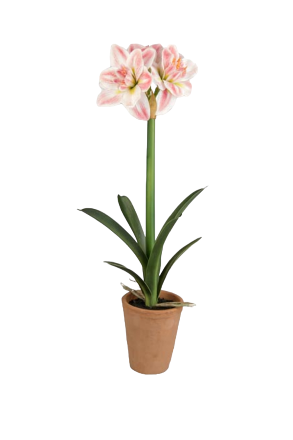 PIANTA AMARILLIS VASO TERRACOTTA D.20*65CM