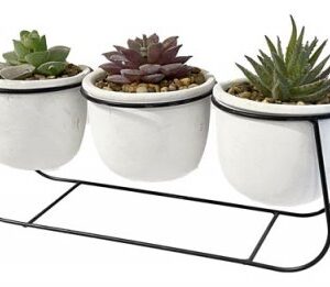 COMPOSIZIONE 3 VASETTI PIANTA GRASSA 26*9,5*16CM