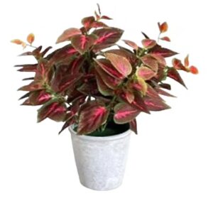 COLEUS COLORATO LARGE POT 33*33*44CM