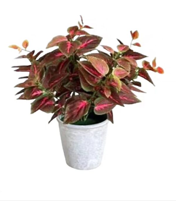 COLEUS COLORATO LARGE POT 33*33*44CM