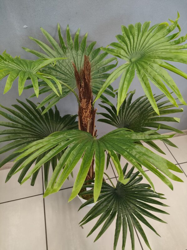 Pianta Palma Real 90Cm - immagine 4