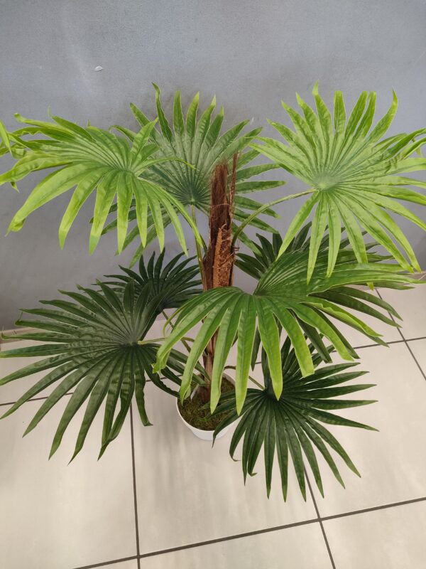 Pianta Palma Real 90Cm - immagine 2
