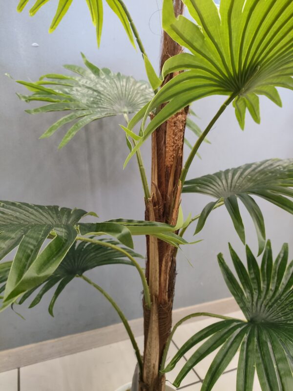 Pianta Palma Real 90Cm - immagine 3