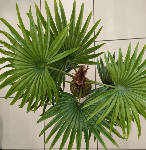 Pianta Palma Real 90Cm - immagine 5