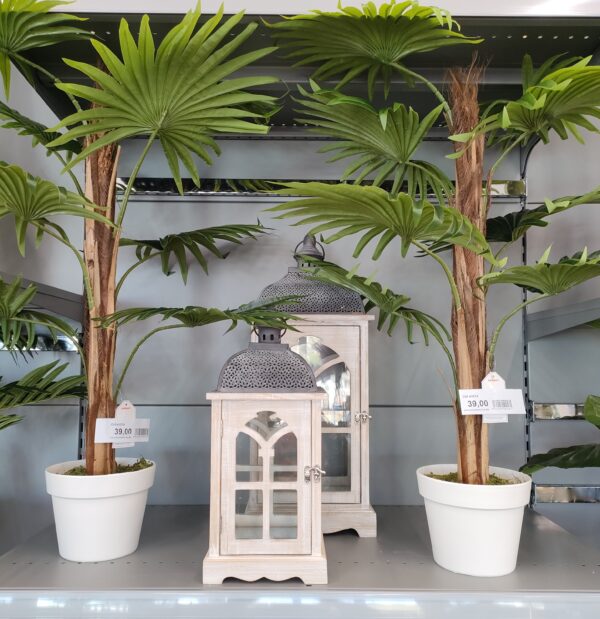 Pianta Palma Real 90Cm - immagine 6