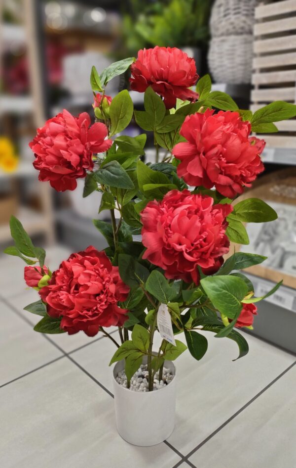 Pianta Peonia H.80Cm 2Colori - immagine 2