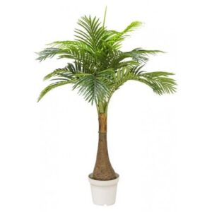 Palma Areca 150Cm