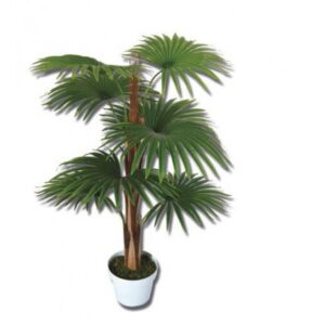 Pianta Palma Real 90Cm