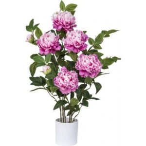 Pianta Peonia H.80Cm 2Colori
