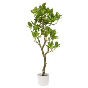 Pianta Pittosporo Real Touch 55*55*100Cm