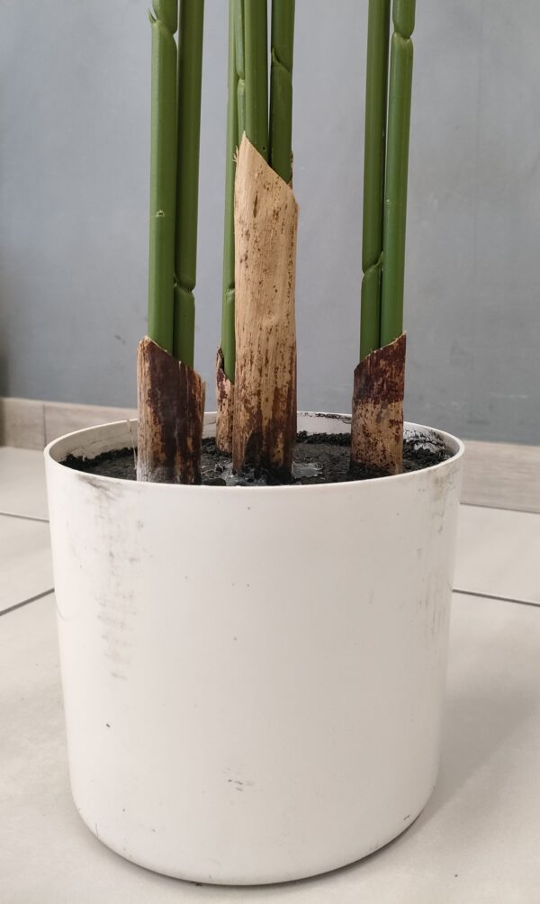 Pianta Palma Areca 10 Foglie H.150Cm - immagine 2