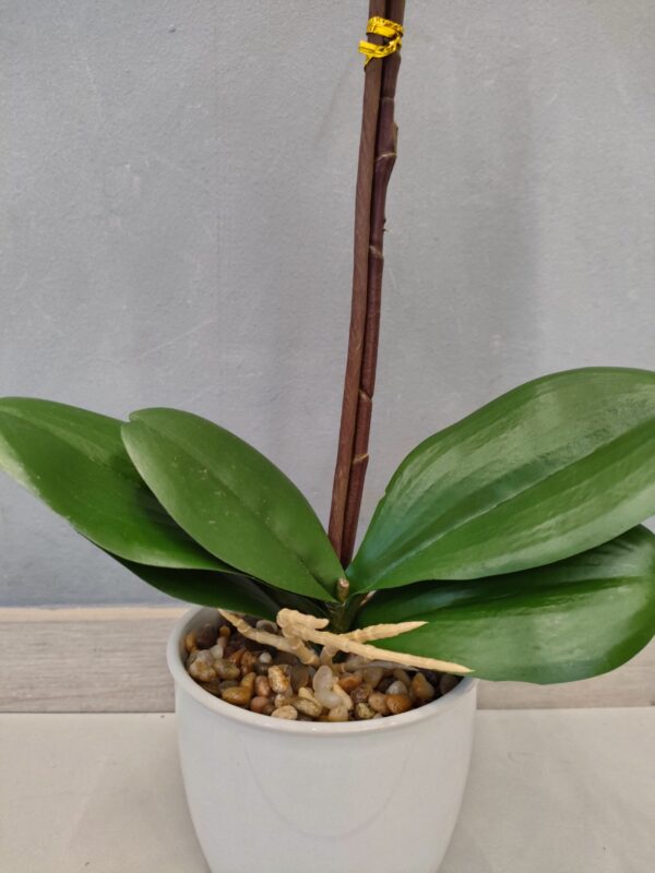 Orchidea Real Touch Vaso 44Cm - immagine 3