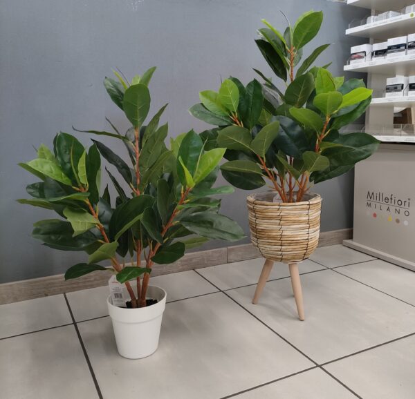 Pianta Ficus in Vaso H.71cm - immagine 3