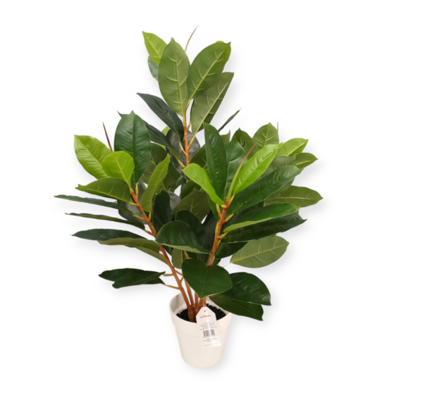 Pianta Ficus in Vaso H.71cm - immagine 2