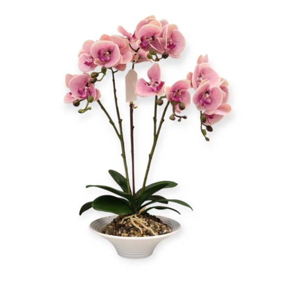 Pianta Orchidea Nobile H.50cm