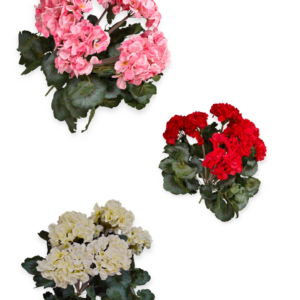 Bush Geranio Durban 56cm (3 Colori)