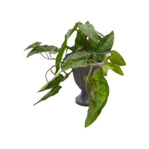 Vaso Classic Pianta Tropicale H.25cm