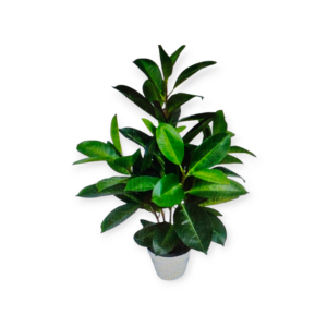 Pianta Ficus in Vaso H.71cm