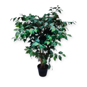 Pianta Ficus Potted H.80cm