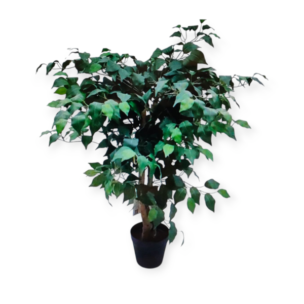 Pianta Ficus Potted H.80cm