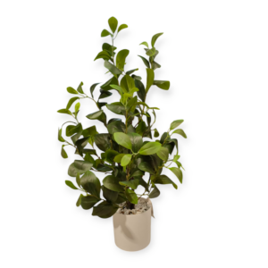 Pianta Verde Long Natural H.70cm