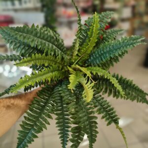 Bush Felce 25Foglie H.46cm