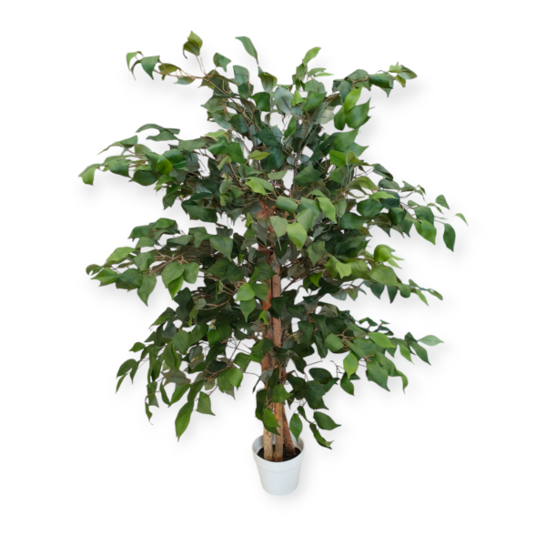 Pianta Ficus Potted H.130cm