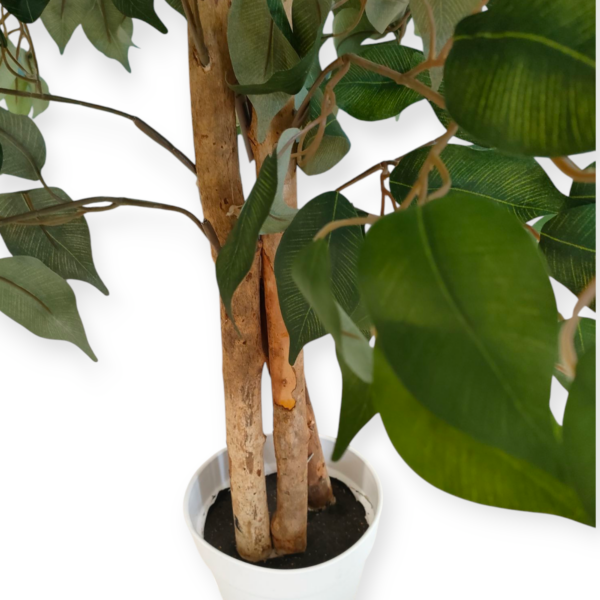 Pianta Ficus Potted H.130cm - immagine 2