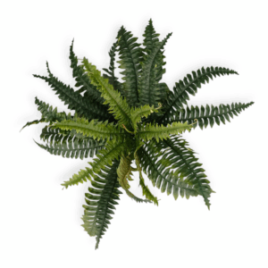 Bush Felce 25Foglie H.46cm