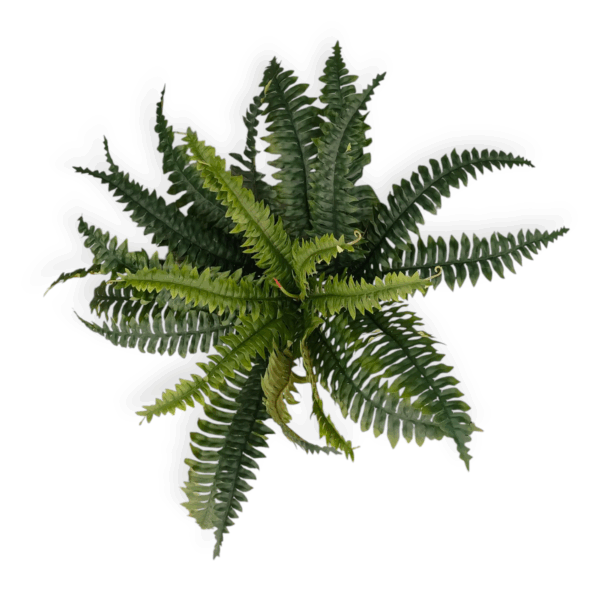 Bush Felce 25Foglie H.46cm