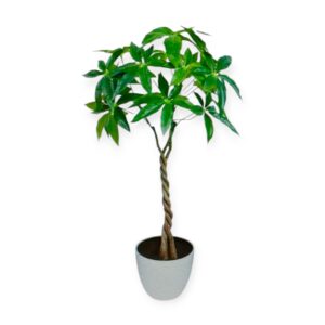 Pianta Tropicale Pachira Intrecciata H.60cm