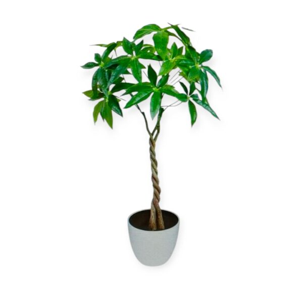 Pianta Tropicale Pachira Intrecciata H.60cm