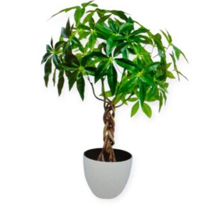 Pianta Tropicale Pachira Intrecciata H.65cm
