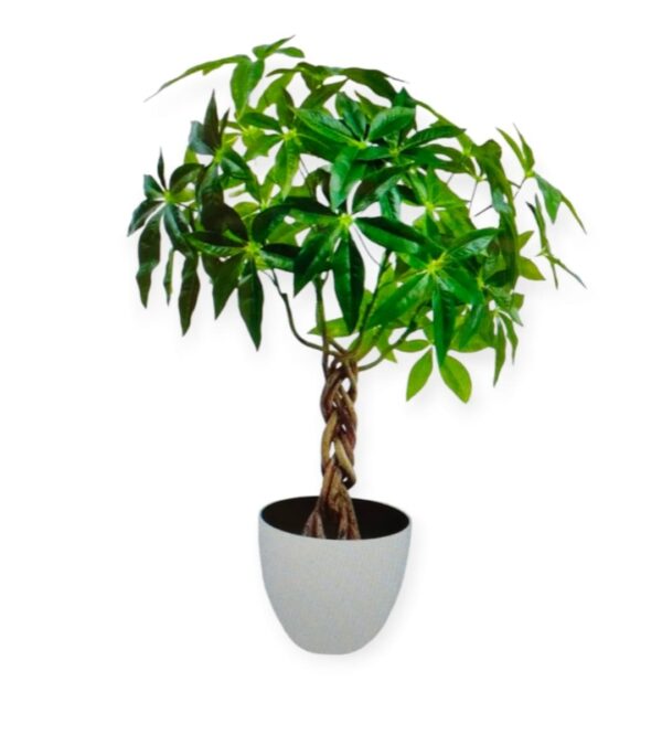 Pianta Tropicale Pachira Intrecciata H.65cm