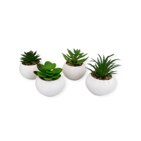 Set 4 Piantine Grasse Round 7,5*7,5*H.8,5cm