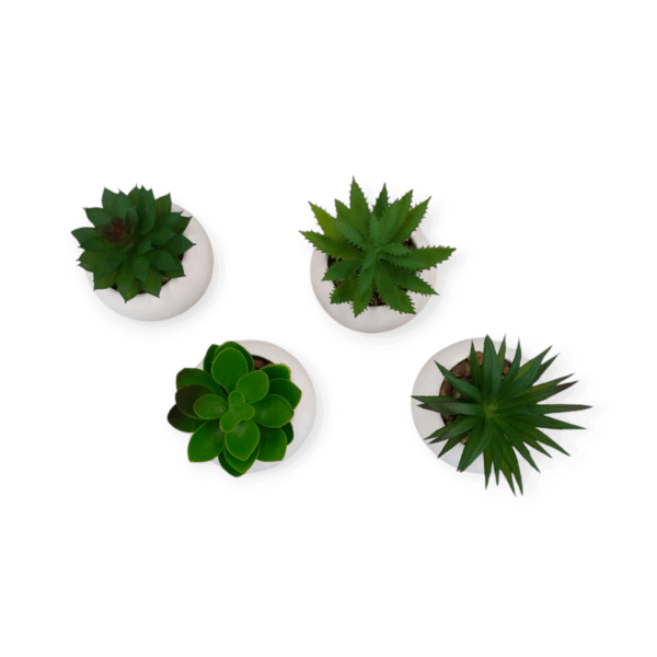 Set 4 Piantine Grasse Round 7,5*7,5*H.8,5cm - immagine 2