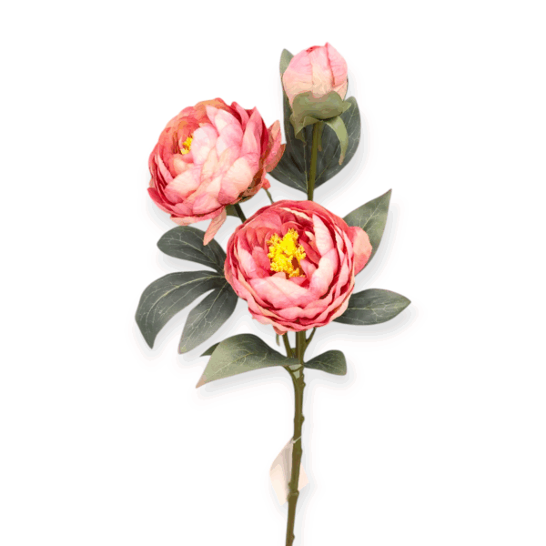 Stelo 3 Peonie Harmony 79cm