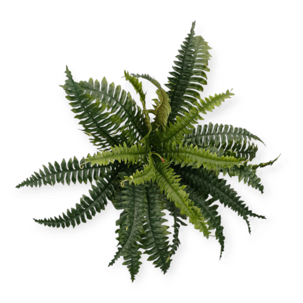 Bush Felce 25Foglie H.46cm - immagine 4
