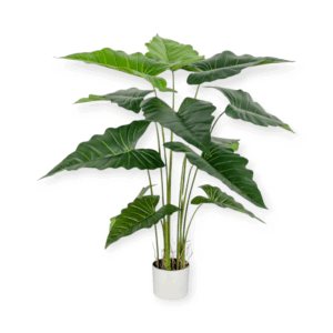 Pianta Alocasia 125cm