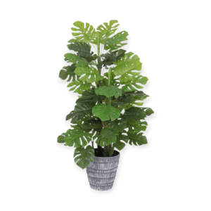 Pianta Monstera Frange 85cm